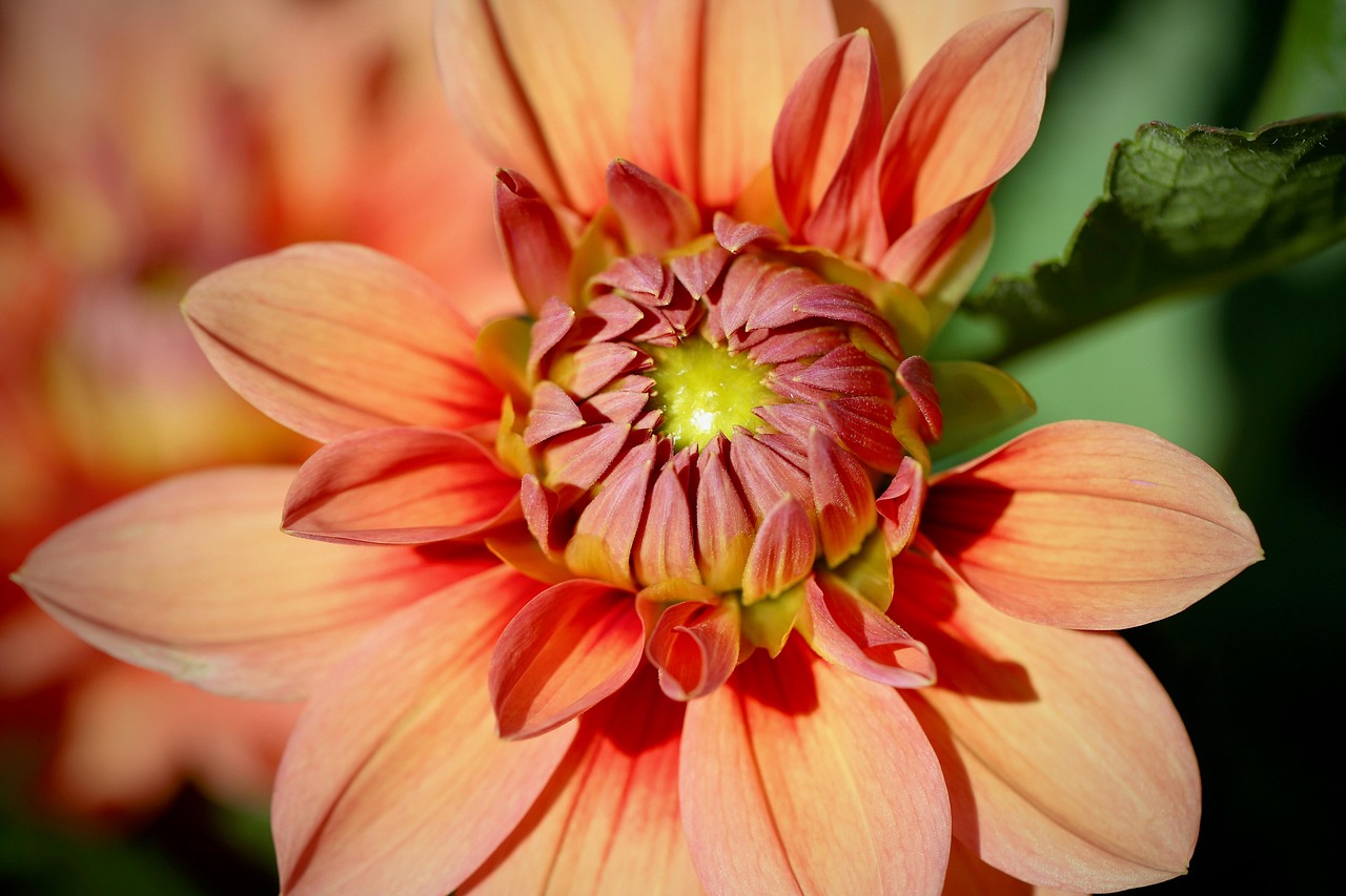 Close‑up of a peach-colored dahlia
