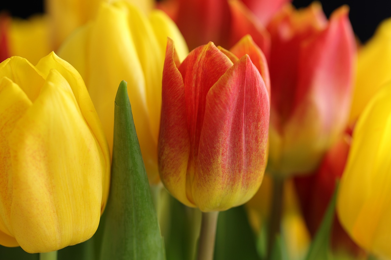 Yellow and red tulips